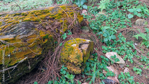 Moss covered fallen tree trunk in forest