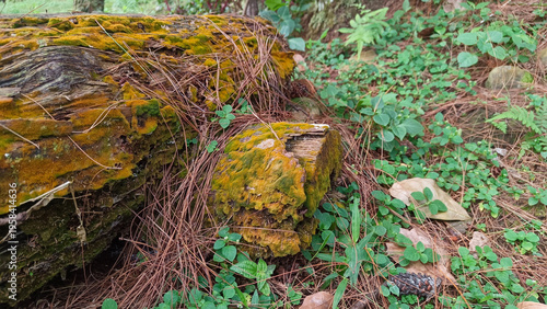 Moss covered fallen tree trunk in forest