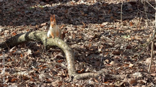 a red squirrel runs up a tree in early spring with a nut