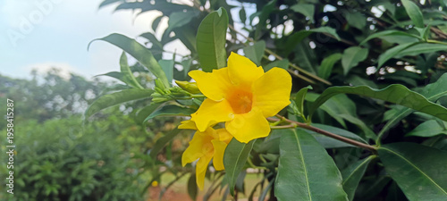Bright yellow allamanda flowers in garden