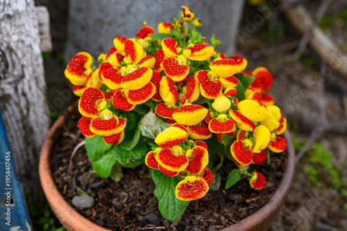 Obraz na plátně Calceolaria plant, commonly known as a slipper flower or pocketbook plant