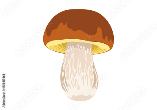 Illustration of a single porcini mushroom with a brown cap and thick stem