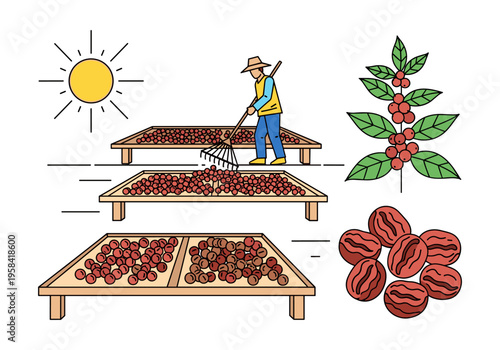 Farmer raking coffee beans on drying beds under the sun