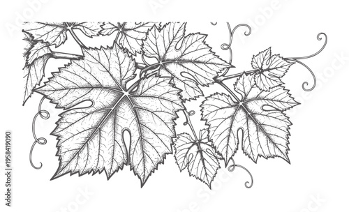 Black and white of grape leaves and tendrils vine botanical