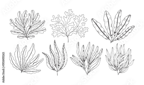 Collection of seven hand drawn seaweeds in black and white ocean marine plant nature