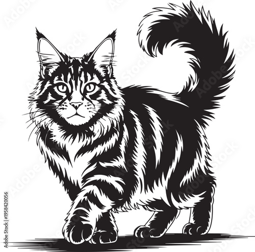 Maine Coon Cat Walking Isolated on White Background