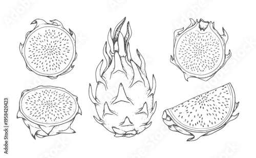 Hand drawn dragon fruit whole and sliced in style dragonfruit pitaya white black