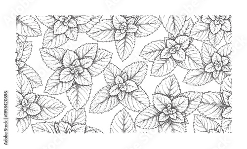 Hand drawn mint leaves pattern in black and white style botanical herb