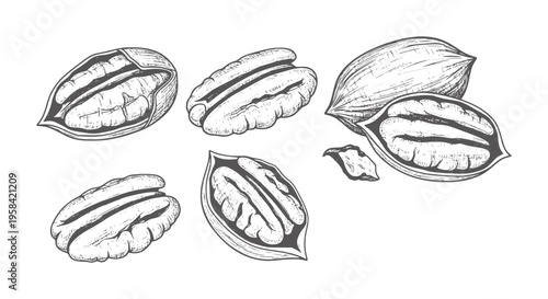 Hand Drawn Pecans Whole And Halved In Style food ingredient