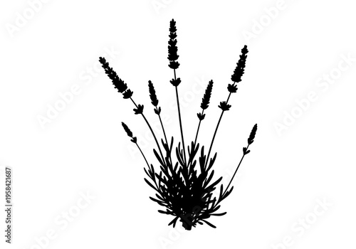 Black silhouette of lavender plant with multiple flower spikes on a white background