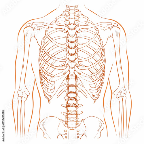 Anatomical illustration of the human ribcage spine and shoulder girdle