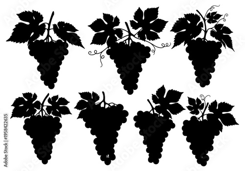 Collection of black grape clusters with leaves and tendrils on white background