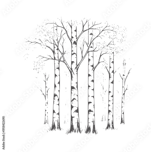 Stylized Birch Tree Grove with Delicate Branches and Sparse Foliage trees forest