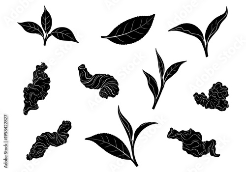 Collection of black silhouette tea leaves and dried tea leaves on a white background