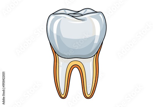 Illustration of a healthy human tooth with visible layers and roots