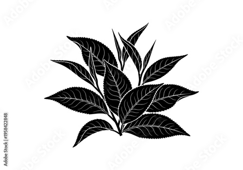 Black silhouette of fresh tea leaves on a white background
