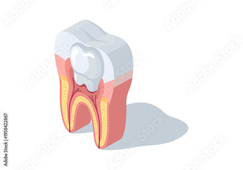 Cross section of a human tooth showing internal structure and dental filling