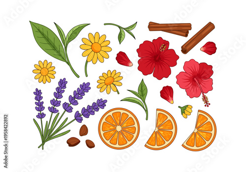 Collection of natural ingredients for tea and aromatherapy with flowers, fruits, and spices