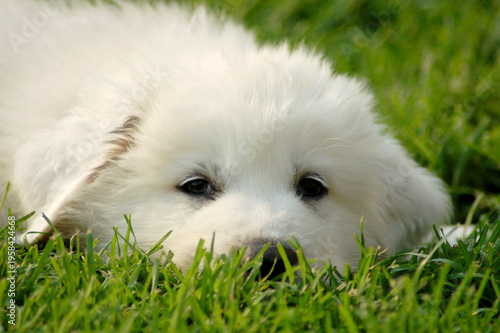 Close-up of a Pyrenean Mountain Dog puppy lying in green grass, showing only the head. Adorable young livestock guardian dog enjoying a sunny day, perfect for pet, nature, and animal themes.