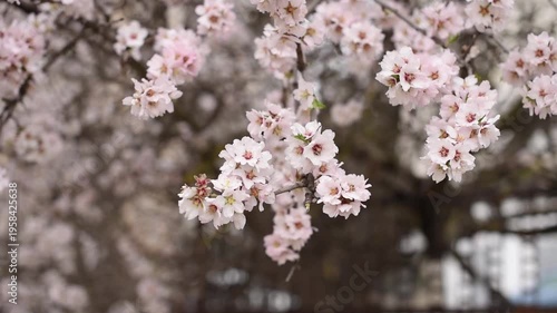 Cherry blossom branches with delicate pink flowers in bloom. Soft focus background enhances the beauty of springtime nature.