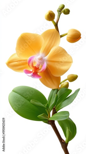 Beautiful yellow orchid flowers bloom in a pot, showcasing rich colors and textures against a white background in natural light