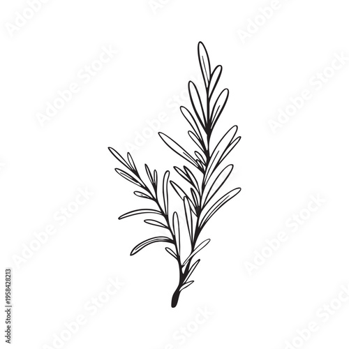 Rosemary branch line art illustration isolated on white background