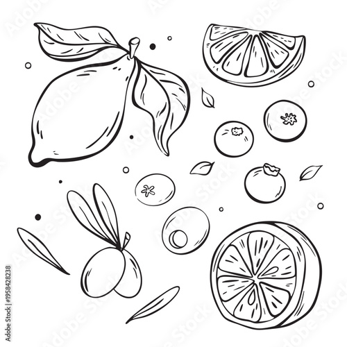 Mediterranean food elements set lemon olive and herbs line art