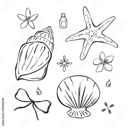 Sea elements set shell and starfish line art illustration