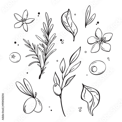 Mediterranean botanical set: olive, flowers and herbs line art