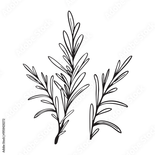 Rosemary branches set line art botanical illustration