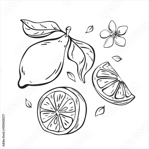 Lemon set with slices and blossom line art illustration