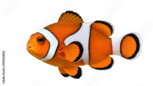 Vibrant orange and white clownfish isolated on transparent background. Colorful clown fish floating against a plain white backdrop, ideal for marine life and ocean visuals. Koi fish. 