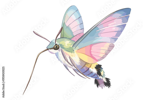 Hummingbird moth with pastel wings in flight, isolated on white background