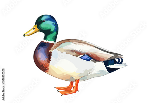 Detailed illustration of a mallard duck with vibrant plumage and orange feet