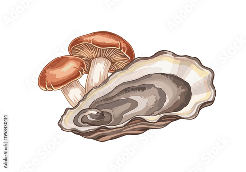 Illustration of fresh oyster and shiitake mushrooms on a white background