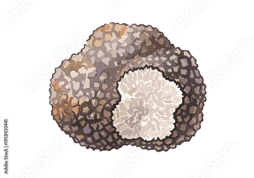 Whole black truffle with a cut revealing its marbled interior on a white background