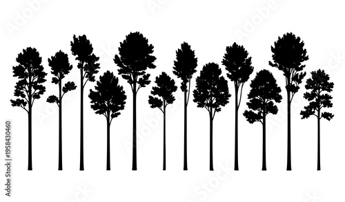 Beech Tree Silhouette Collection Tall Forest Elements Vector Set
