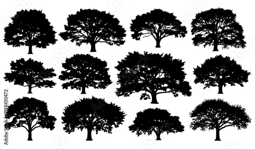 Artistic Beech Tree Silhouette Set Natural Forest Vector Elements