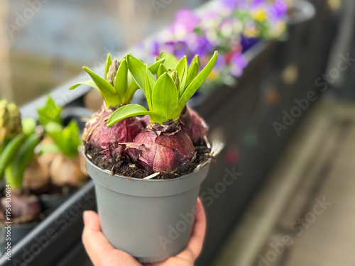 Photos Decorative Hyacinths bulb spring flowers growing in flower pot in fremale hand i