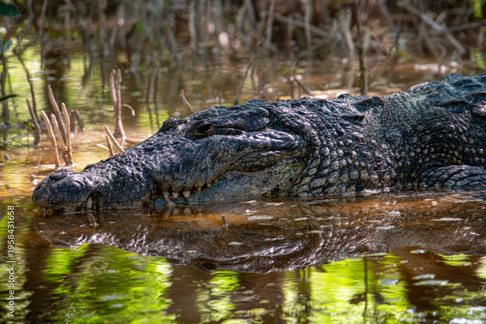 Obraz premium Crocodile rests in murky, green water
