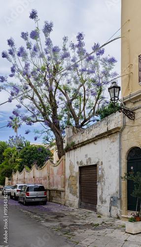 Purple Flowers on Tree on the Street, Lecce, Puglia, Italy