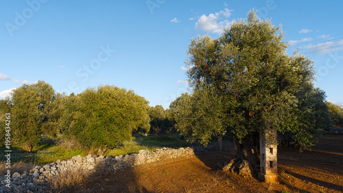 Olive Trees in a Field,  Fasano, Apulia, Italy