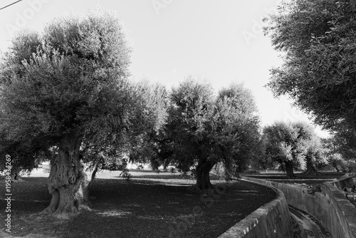Olive Tree in Pezze di Greco, Fasano, Puglia, Italy