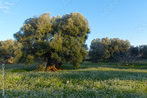 Olive Trees in a Field,  Fasano, Apulia, Italy