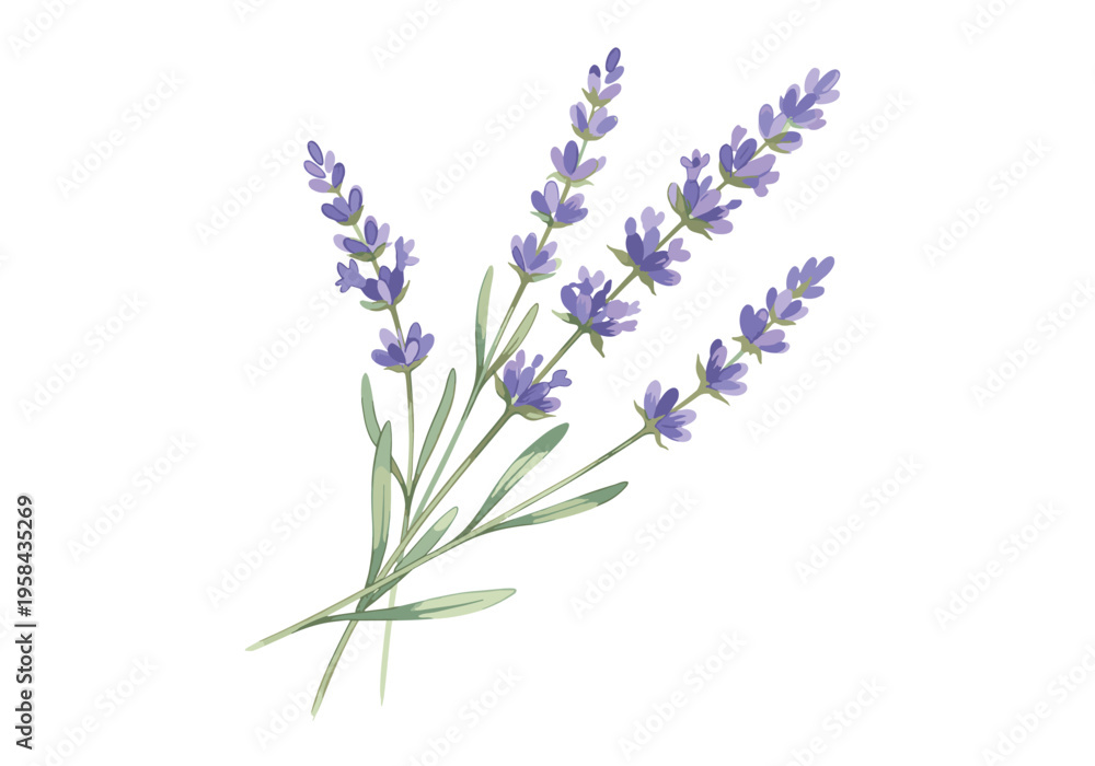 Obraz premium Delicate watercolor illustration of lavender sprigs with green leaves on a white background