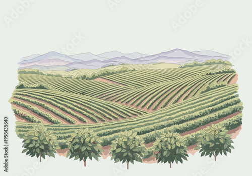 Rolling hills covered in meticulously planted green crops and fruit trees