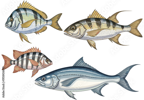 Collection of four distinct fish species illustrated on a white background
