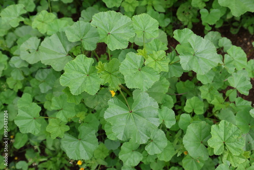 Malva sylvestris is a species of the mallow genus Malva in the family of Malvaceae