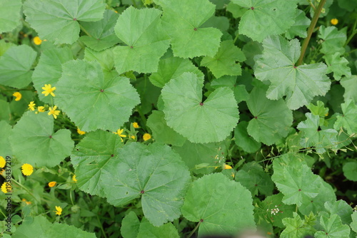Malva sylvestris is a species of the mallow genus Malva in the family of Malvaceae