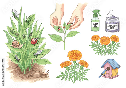 Illustration of natural pest control methods for garden plants and flowers